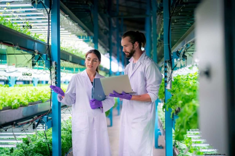 Vertical Farming Costs in India: A Comprehensive Analysis
