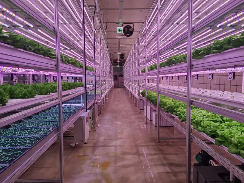 Vertical Farming Costs in India: A Comprehensive Analysis