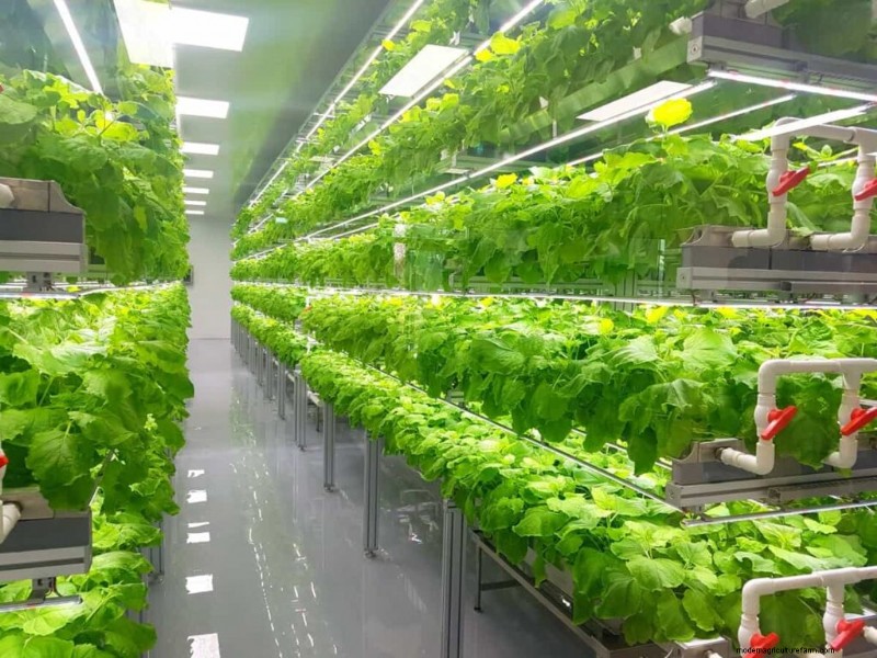 Vertical Farming Costs in India: A Comprehensive Analysis