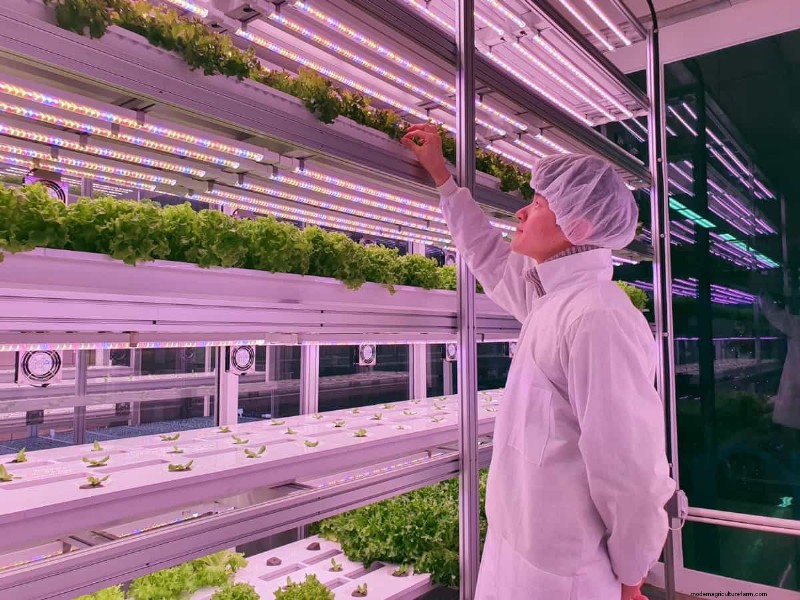 Vertical Farming Costs in India: A Comprehensive Analysis