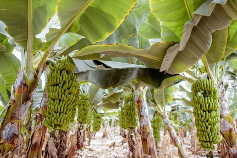 Banana Intercropping: Maximize Yield & Soil Health - A Step-by-Step Guide