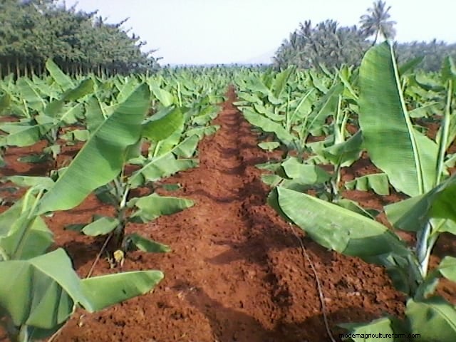 Banana Intercropping: Maximize Yield & Soil Health - A Step-by-Step Guide