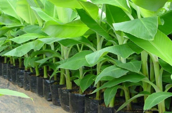 Banana Intercropping: Maximize Yield & Soil Health - A Step-by-Step Guide
