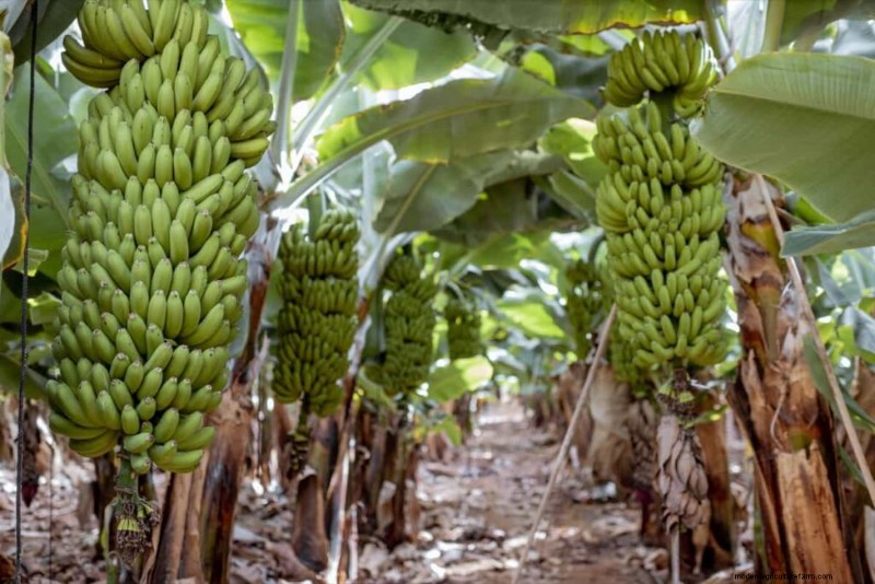 Banana Intercropping: Maximize Yield & Soil Health - A Step-by-Step Guide