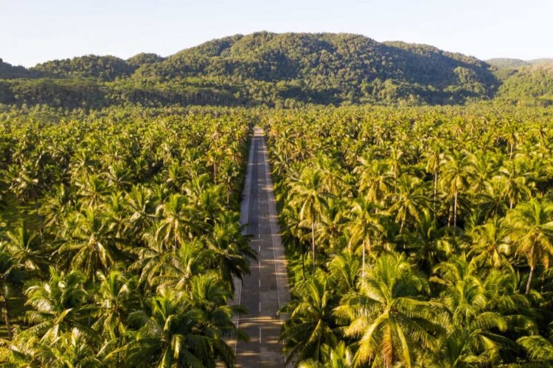 Coconut Farming in Karnataka: A Guide to Tumakuru & Hassan