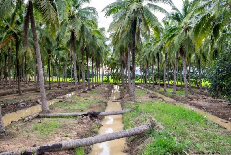 Coconut Farming in Karnataka: A Guide to Tumakuru & Hassan