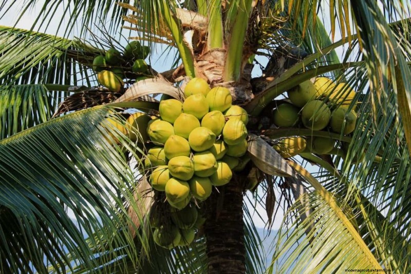 Coconut Farming in Karnataka: A Guide to Tumakuru & Hassan