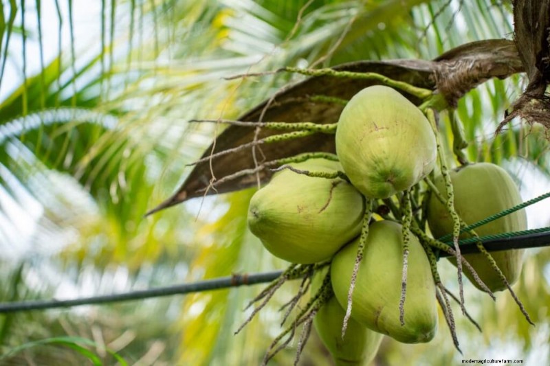 Coconut Farming in Karnataka: A Guide to Tumakuru & Hassan