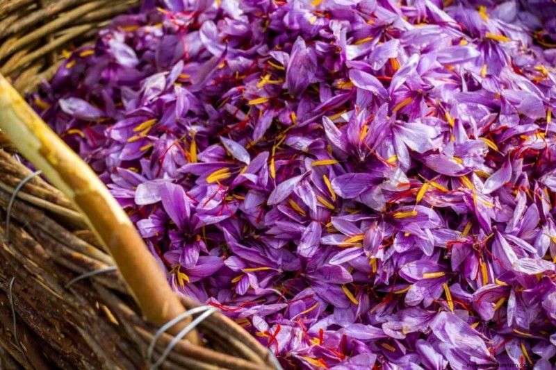 Saffron Farming Profitability: Costs, Earnings & Investment Analysis