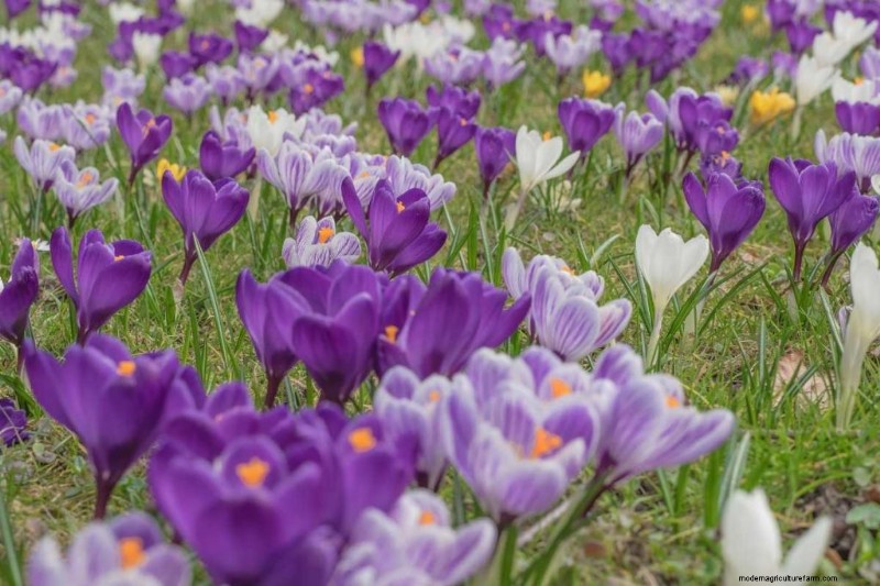 Saffron Farming Profitability: Costs, Earnings & Investment Analysis