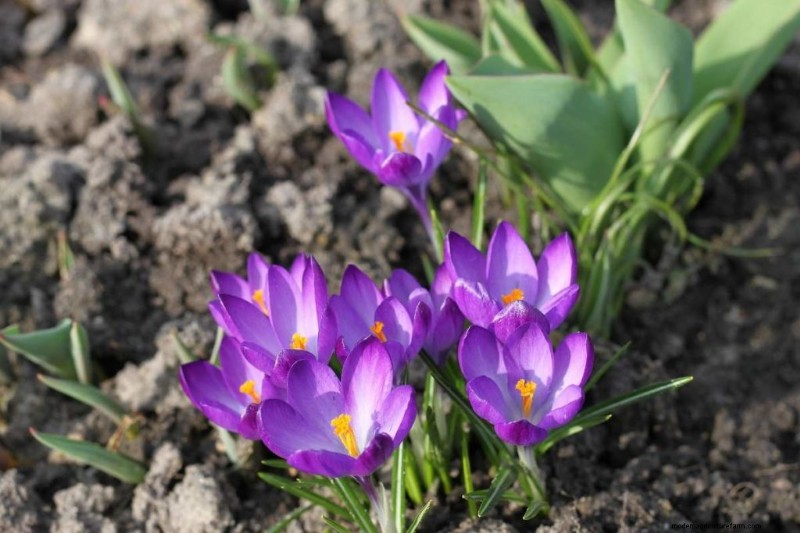 Saffron Farming Profitability: Costs, Earnings & Investment Analysis