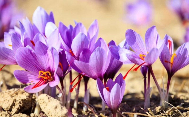 Saffron Farming Profitability: Costs, Earnings & Investment Analysis
