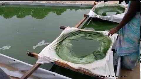 Spirulina Production in India: 1-Acre System, Subsidies & Sustainability