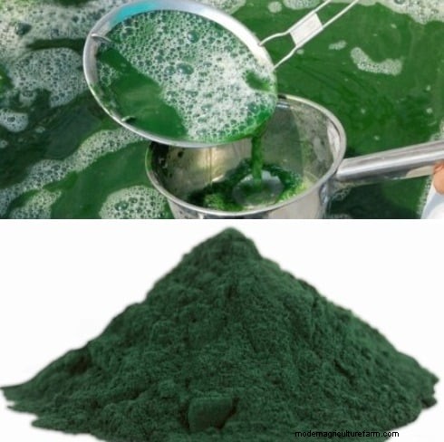 Spirulina Production in India: 1-Acre System, Subsidies & Sustainability