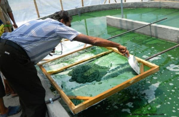 Spirulina Production in India: 1-Acre System, Subsidies & Sustainability