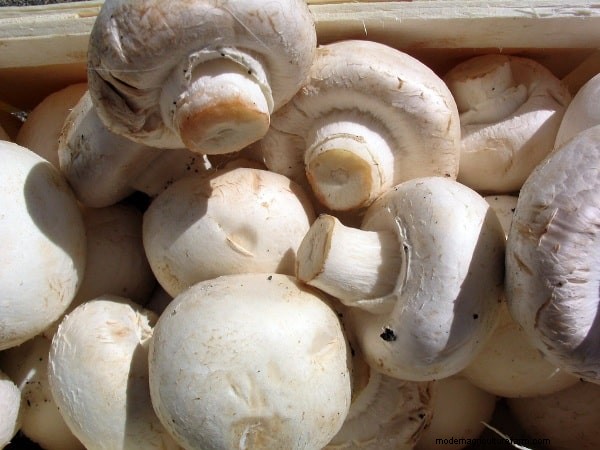 IoT in Mushroom Farming: Achieve 40% Yield Increase with Smart Sensors
