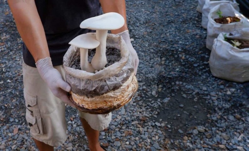 IoT in Mushroom Farming: Achieve 40% Yield Increase with Smart Sensors