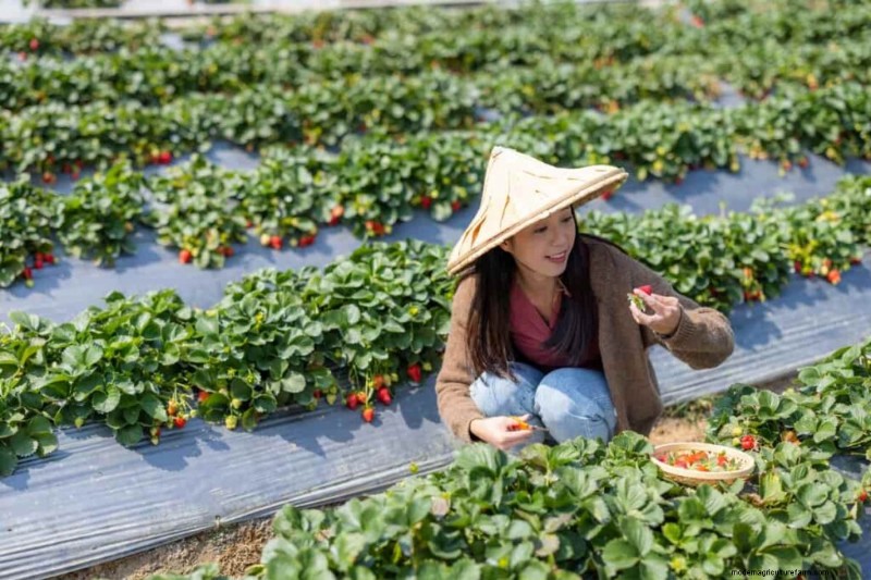 Strawberry Farming: Proven Techniques for Higher Yields