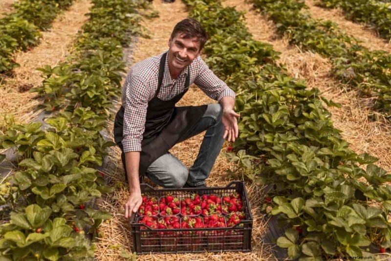 Strawberry Farming: Proven Techniques for Higher Yields