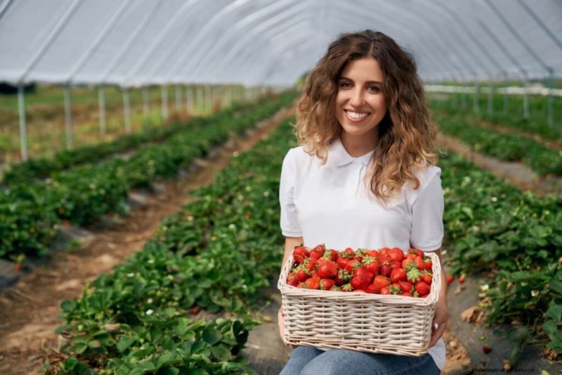 Strawberry Farming: Proven Techniques for Higher Yields