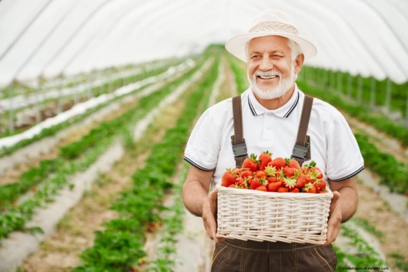 Strawberry Farming: Proven Techniques for Higher Yields