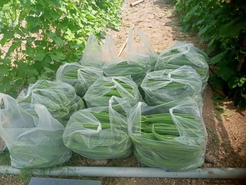 Organic Ridge Gourd Farming: A Comprehensive Guide