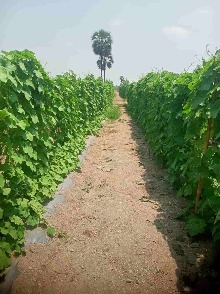 Organic Ridge Gourd Farming: A Comprehensive Guide