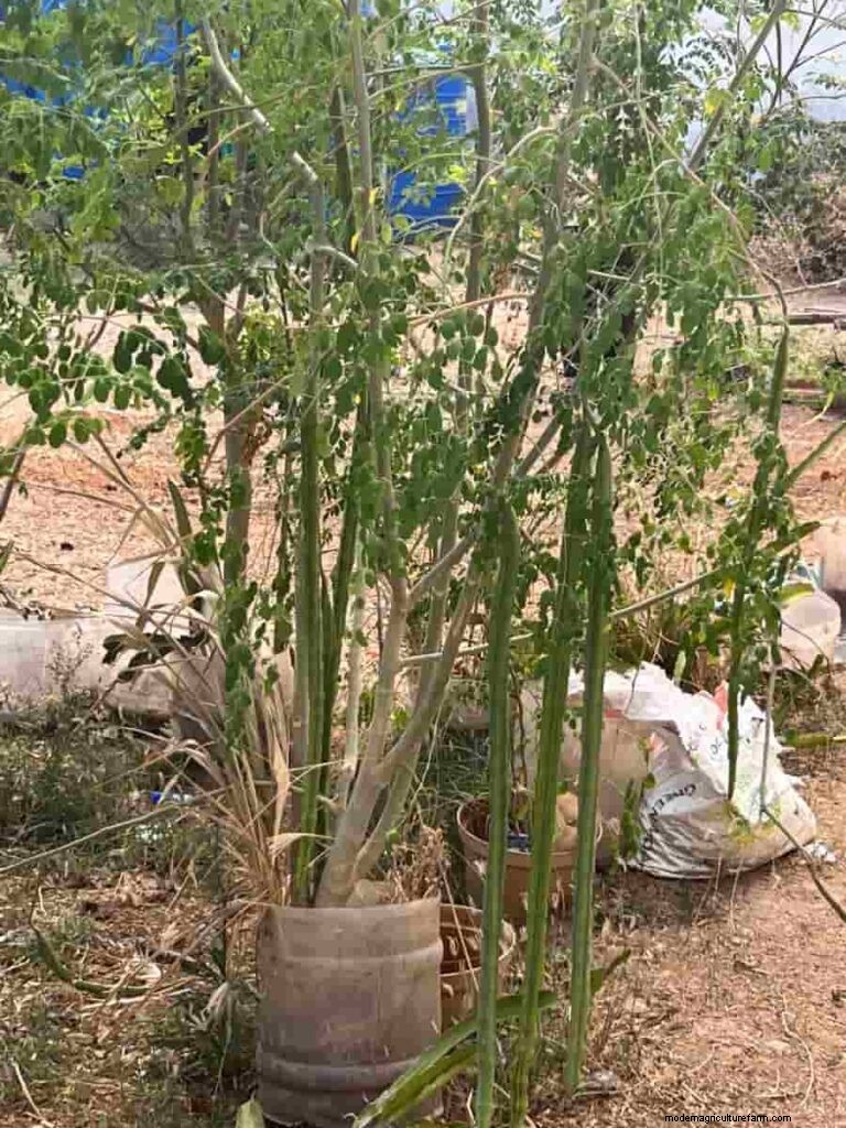 Moringa Pod Problems: Causes & Solutions for Healthy Growth