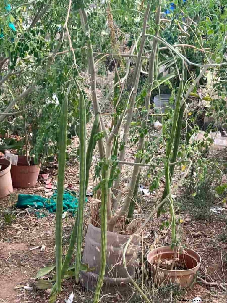 Moringa Pod Problems: Causes & Solutions for Healthy Growth