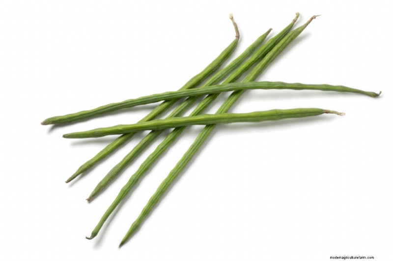Moringa Pod Problems: Causes & Solutions for Healthy Growth