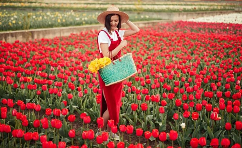 Commercial Tulip Farming: A Beginner s Guide to Successful Cultivation