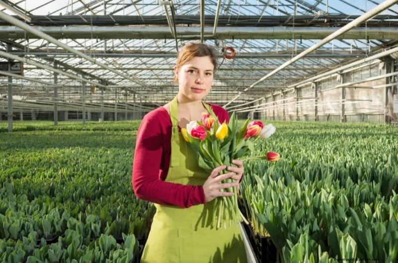 Commercial Tulip Farming: A Beginner s Guide to Successful Cultivation