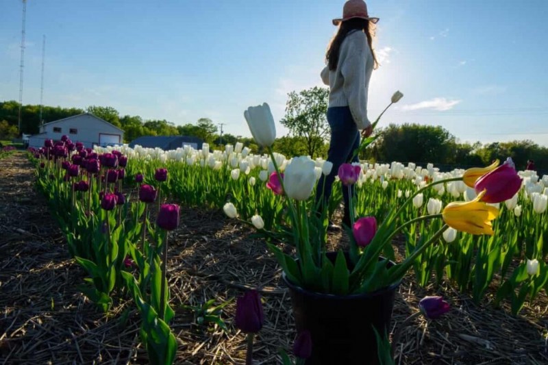 Commercial Tulip Farming: A Beginner s Guide to Successful Cultivation