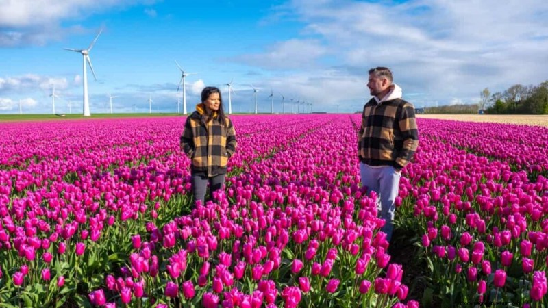 Commercial Tulip Farming: A Beginner s Guide to Successful Cultivation