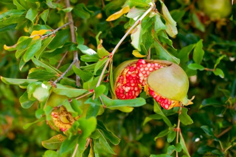 Preventing Pomegranate Split: Expert Tips for Healthy Fruit