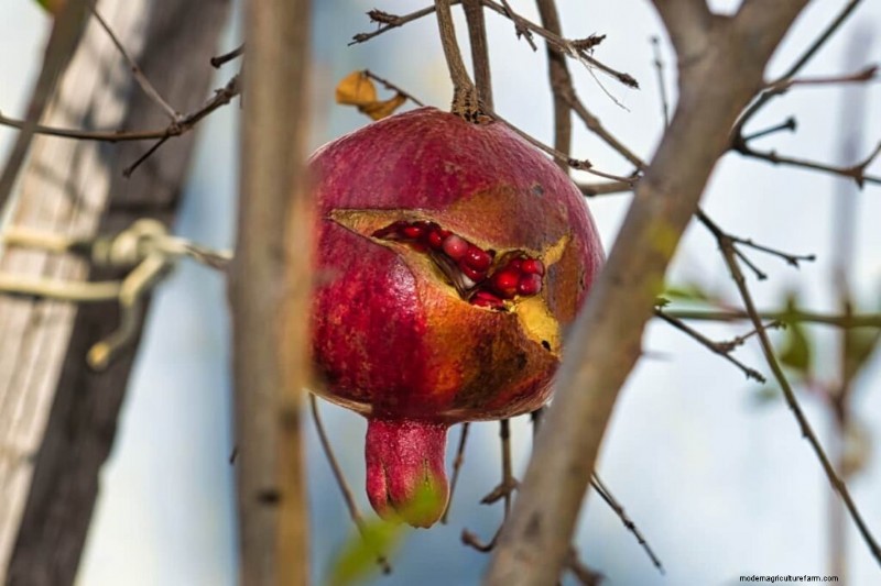 Preventing Pomegranate Split: Expert Tips for Healthy Fruit