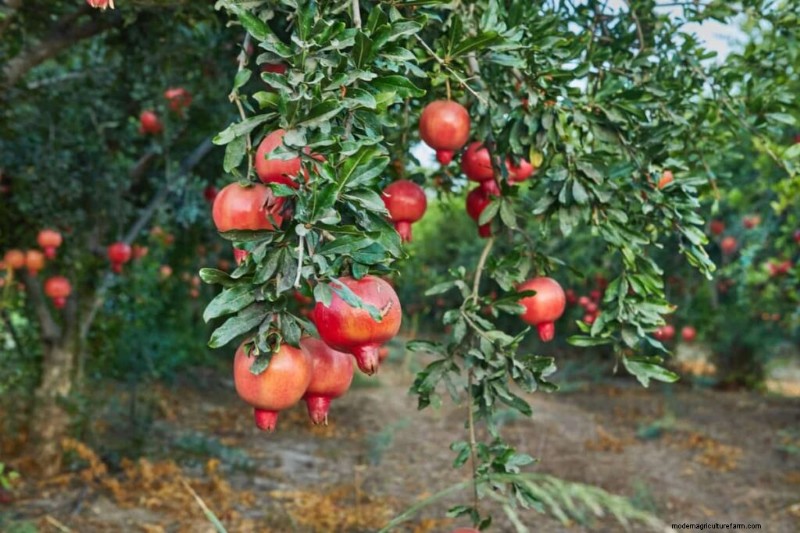 Preventing Pomegranate Split: Expert Tips for Healthy Fruit