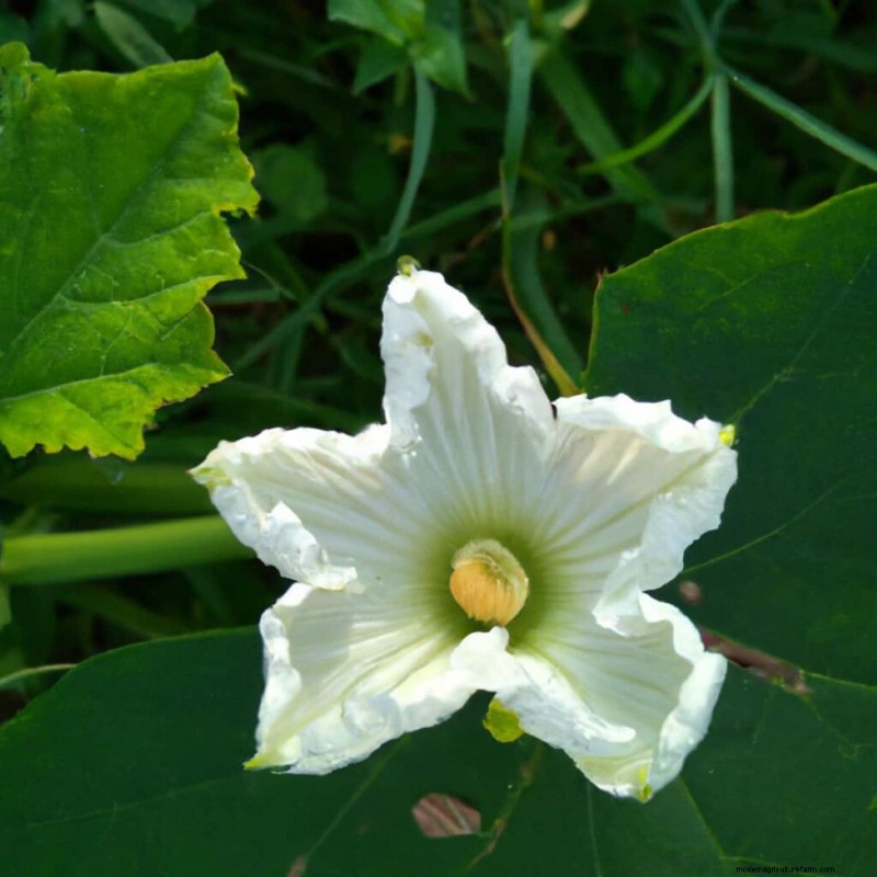 Maximize Bottle Gourd Flowering & Yield: Expert Tips