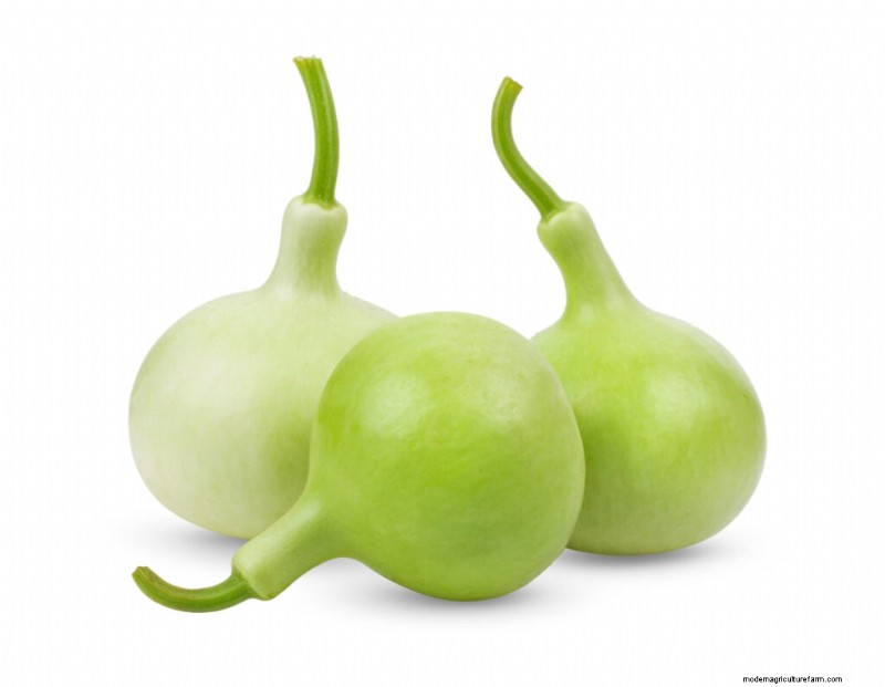 Maximize Bottle Gourd Flowering & Yield: Expert Tips