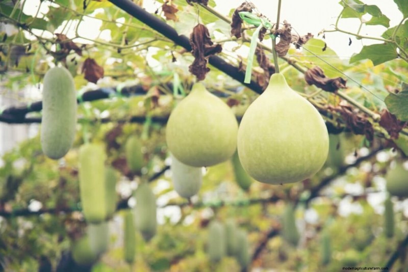 Maximize Bottle Gourd Flowering & Yield: Expert Tips