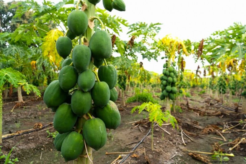 Organic Papaya Farming: A Comprehensive Guide for Sustainable Production