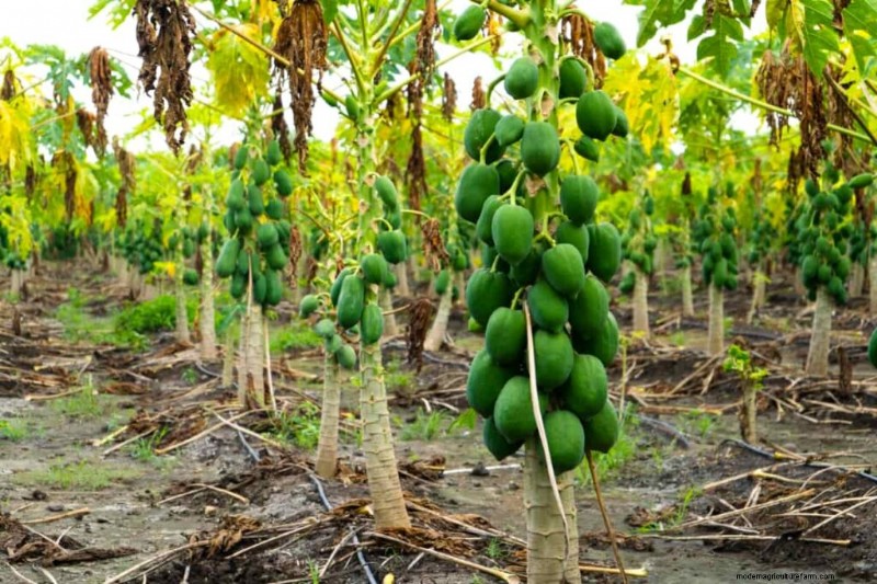 Organic Papaya Farming: A Comprehensive Guide for Sustainable Production