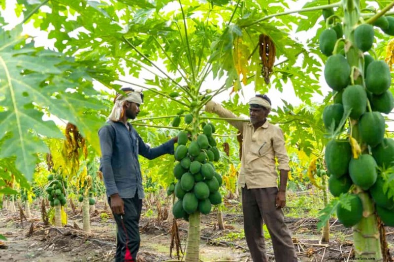 Organic Papaya Farming: A Comprehensive Guide for Sustainable Production
