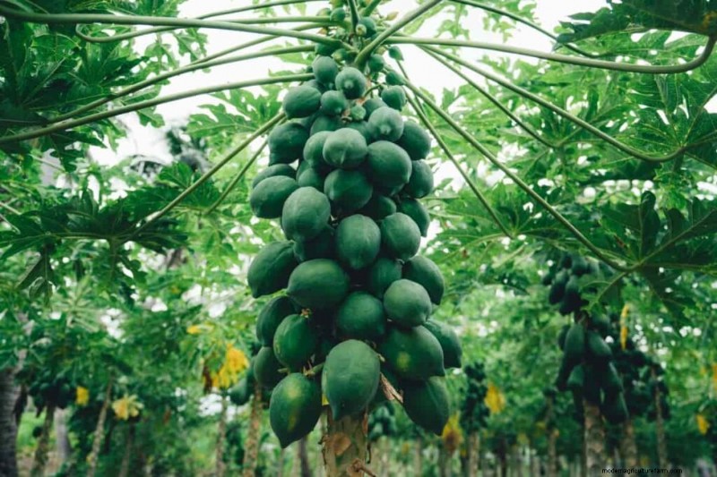 Organic Papaya Farming: A Comprehensive Guide for Sustainable Production