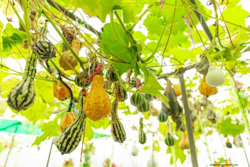 Gourd Pruning & Training: Maximize Yield & Health