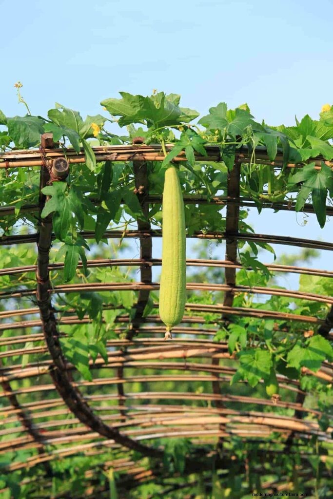 Gourd Pruning & Training: Maximize Yield & Health