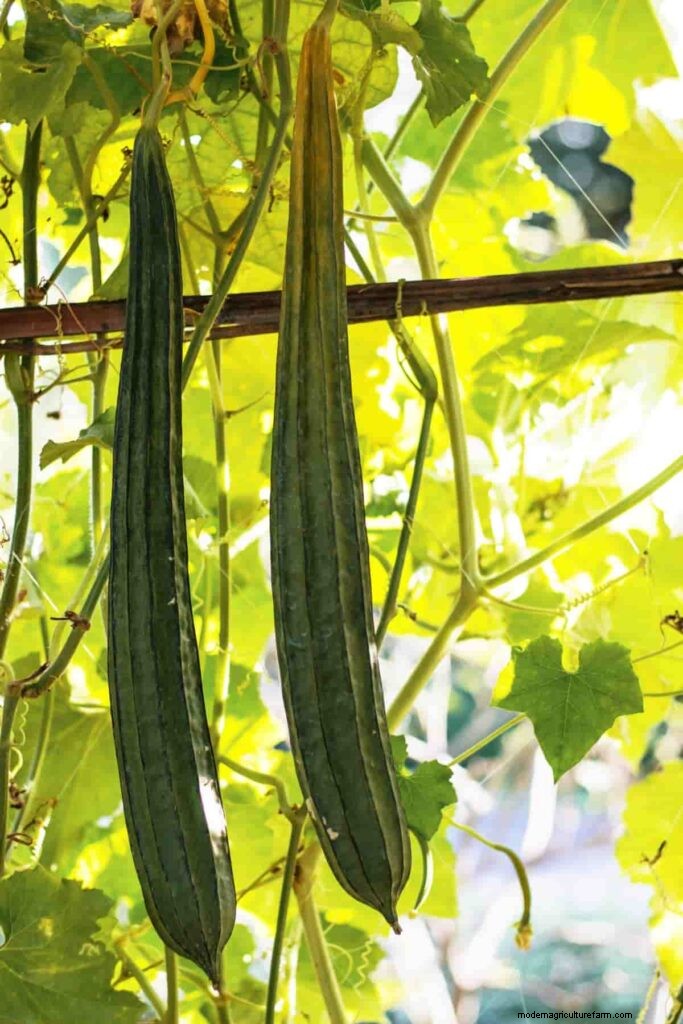 Gourd Pruning & Training: Maximize Yield & Health