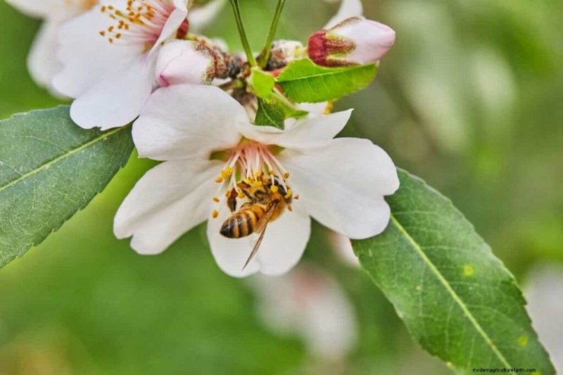 Boost Fruit Set: A Guide to Plant Pollination Strategies