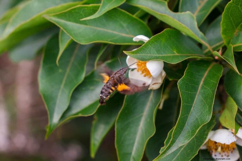 Boost Fruit Set: A Guide to Plant Pollination Strategies