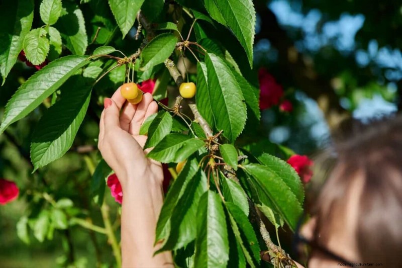 Boost Fruit Set: A Guide to Plant Pollination Strategies